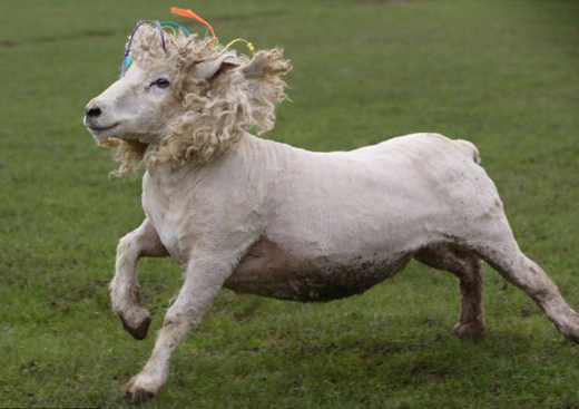 marley sheep 2